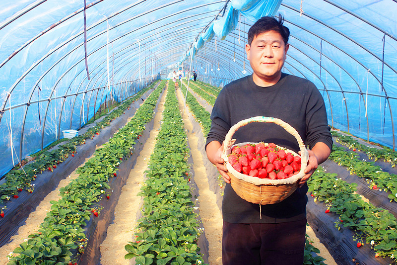 2025��ɽ�|��ݮ�a(ch��n)�I(y��)����A�M���_�����f���R�ϲ�ݮ�@��ժ�ý�